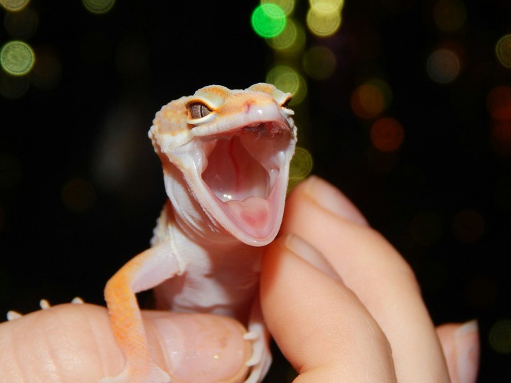Lizard