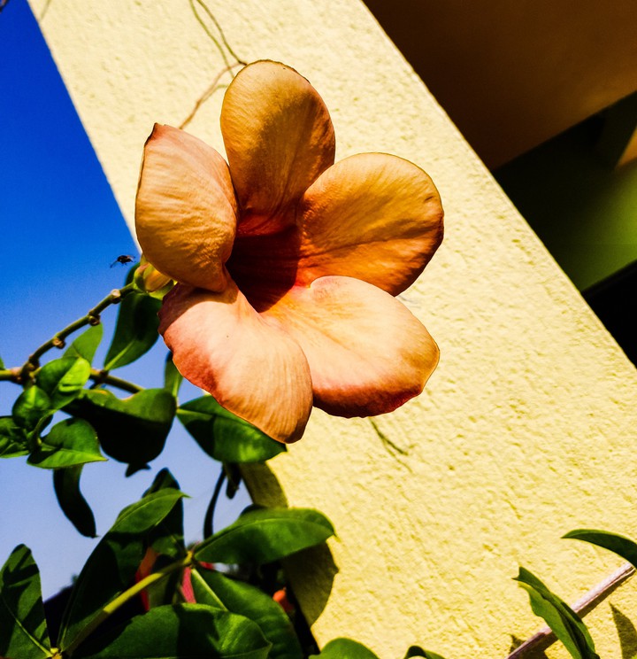 A beautiful Flower