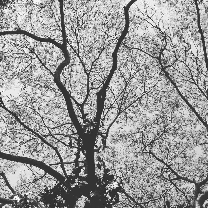 network of life
