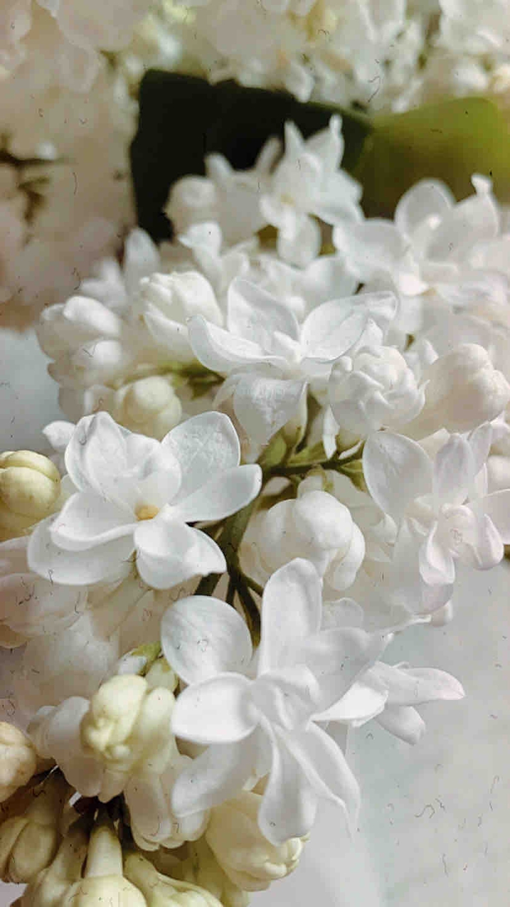 сиренька