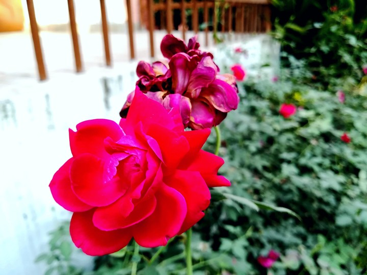 rose