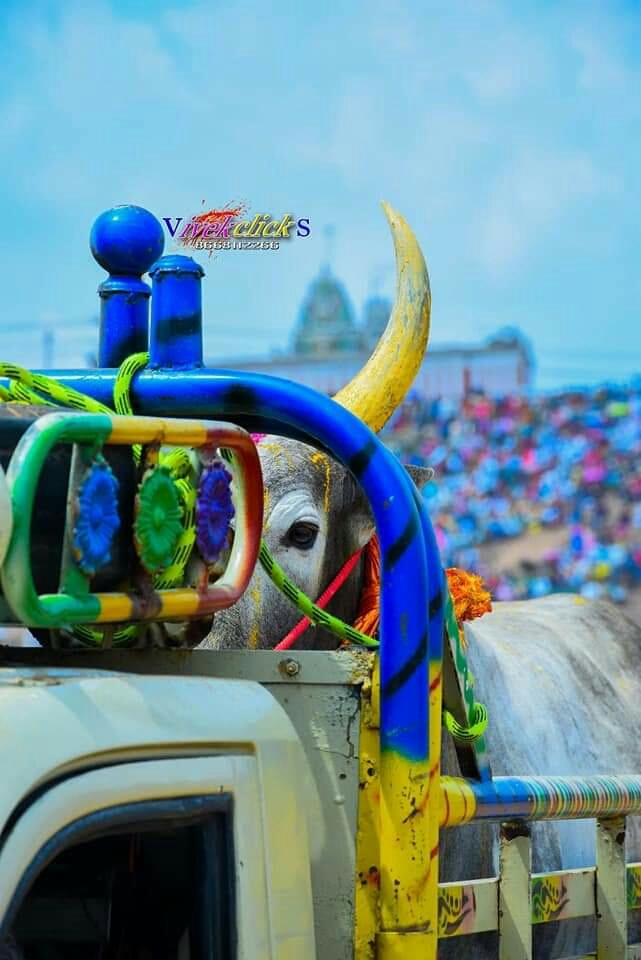 Manjuvirattu