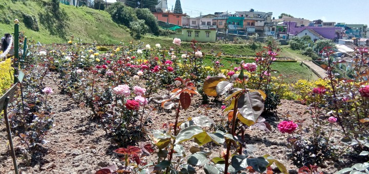 rose garden