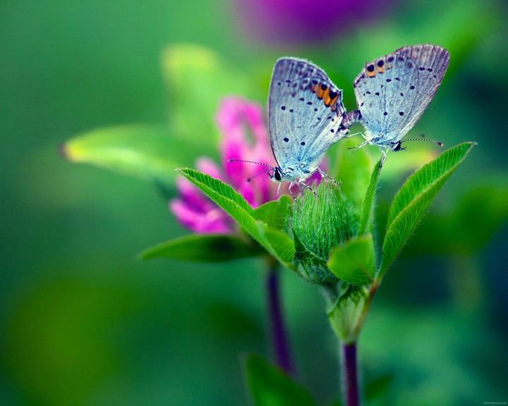 Plant,  butterfly