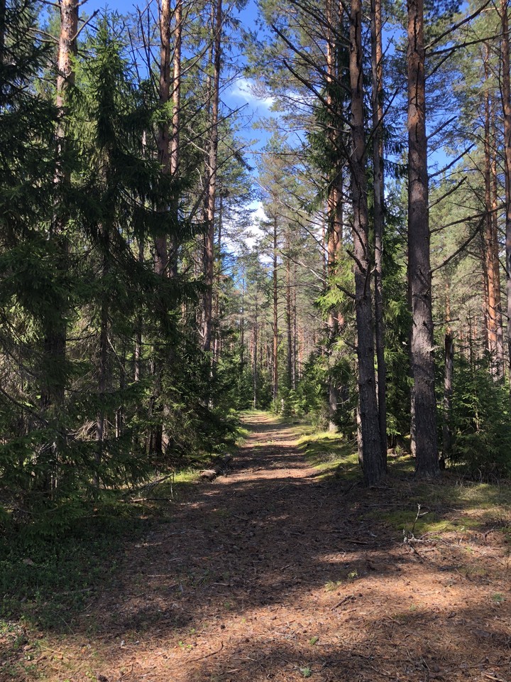 Forest