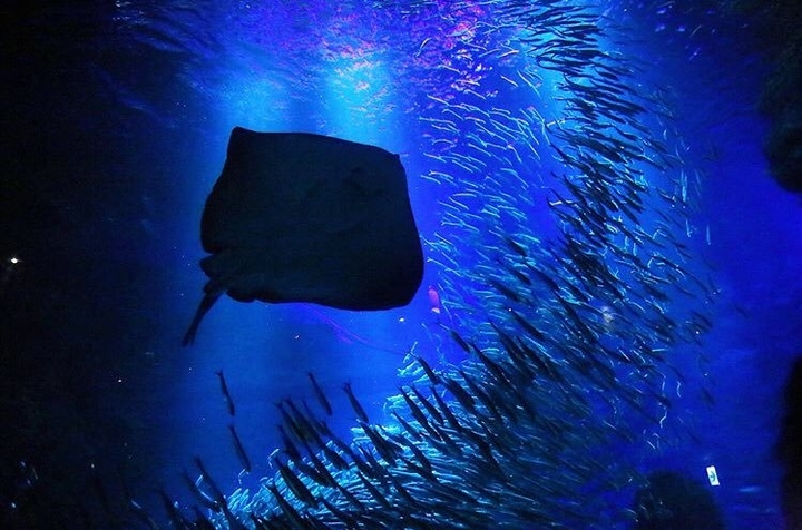 水族館