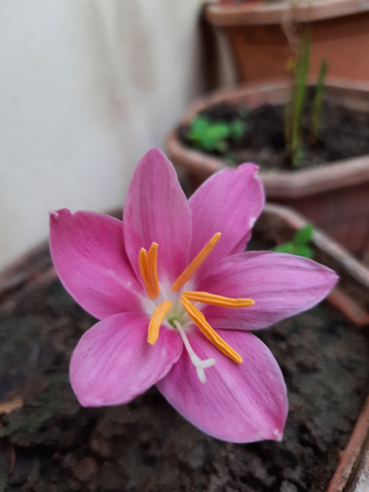 pink flower
