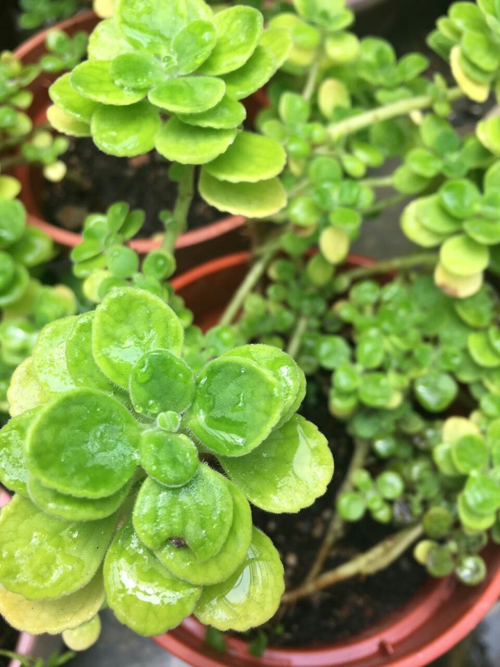 plant pattern