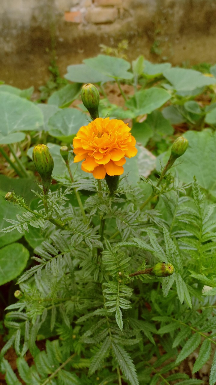 flower
