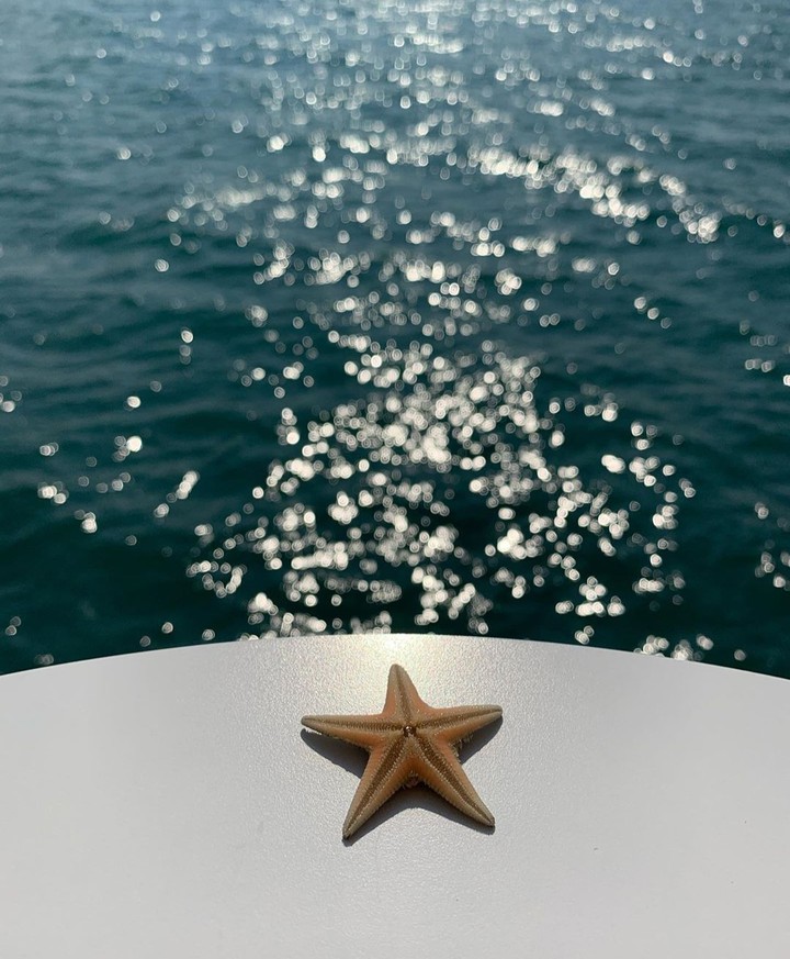 starfish