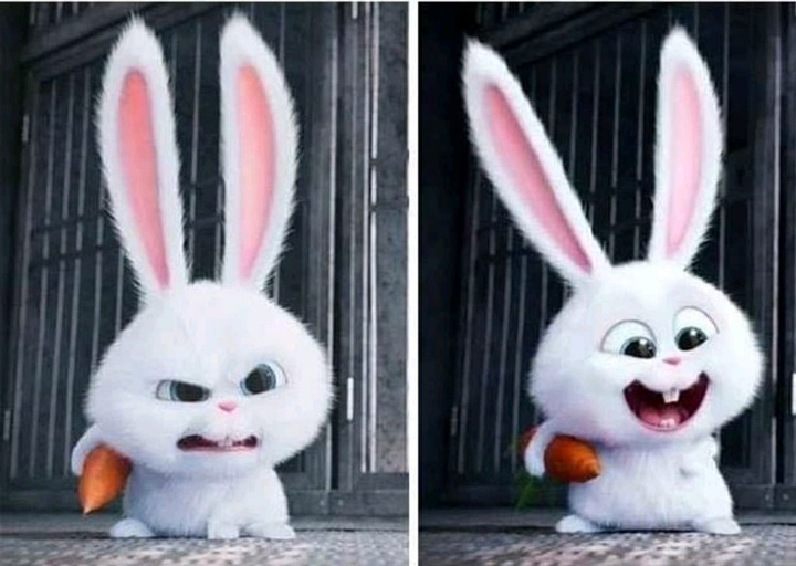 cute rabbit