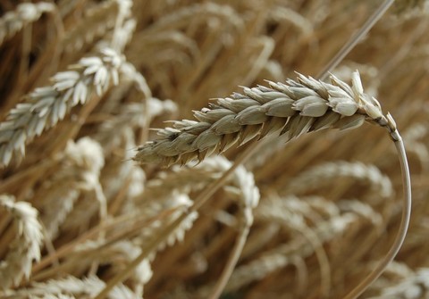 hình nền closeup, spelt