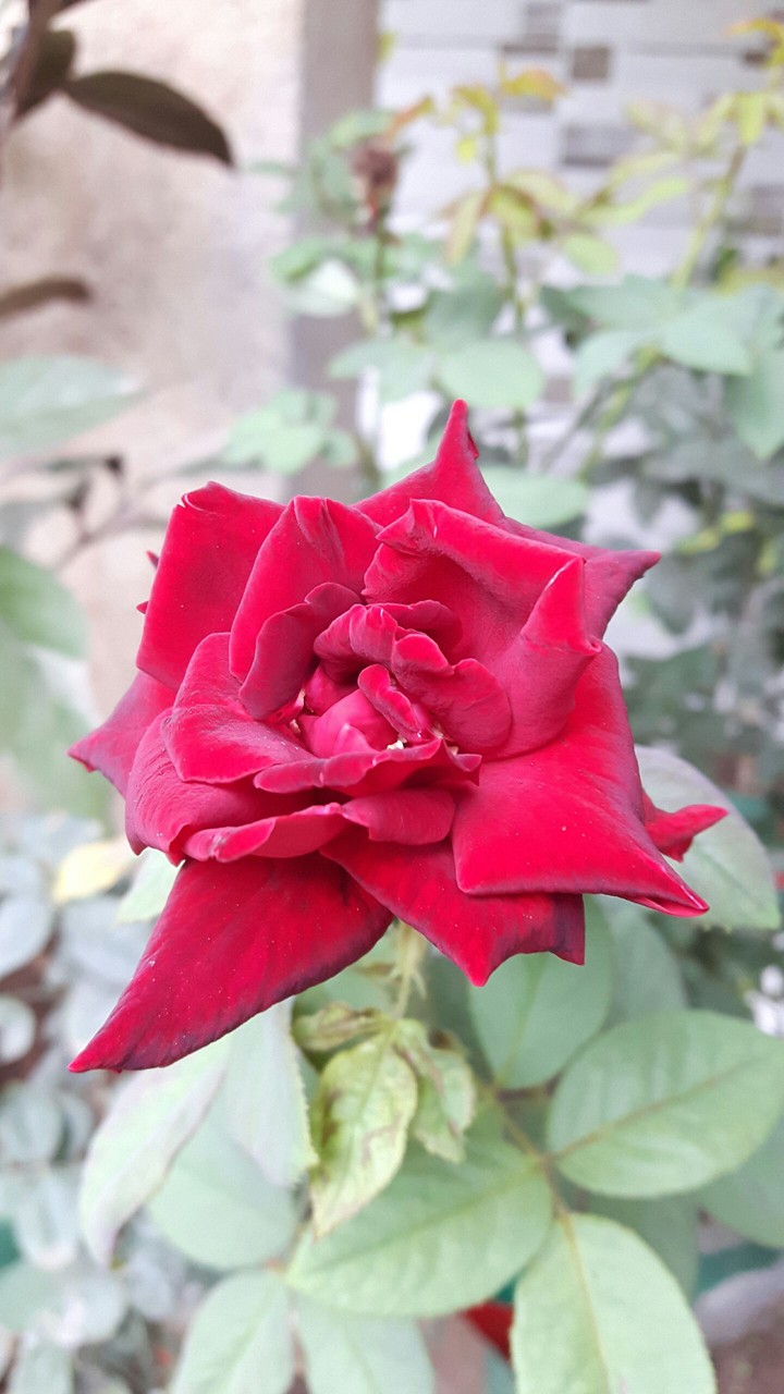 Red rose