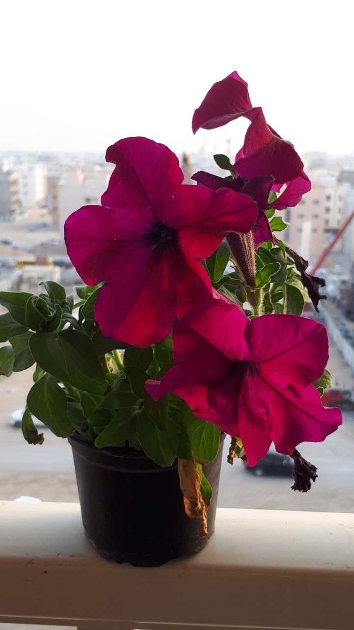 pink flowers...