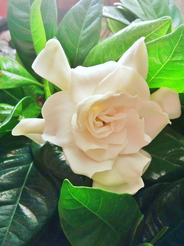 gardenia