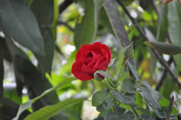 Red red rose