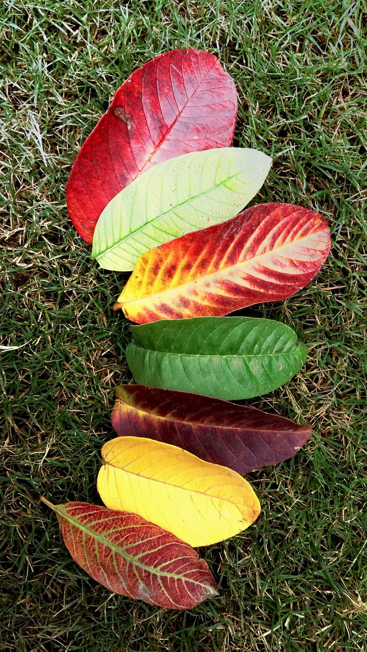 autumn colours