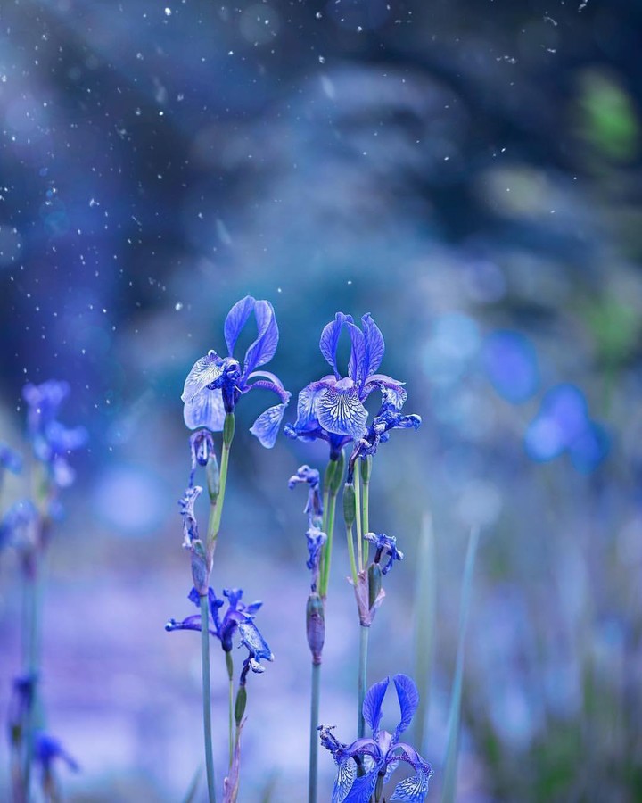 Iris