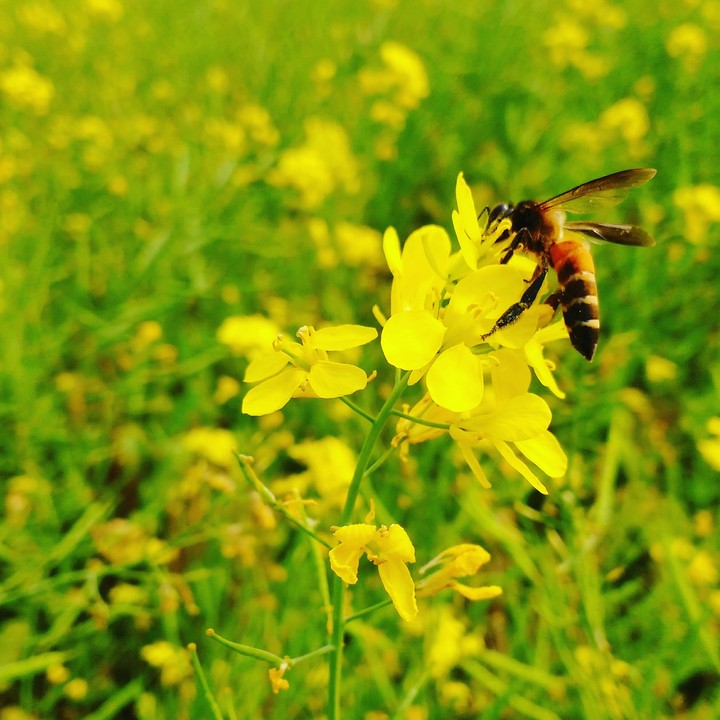bee on #Brassica