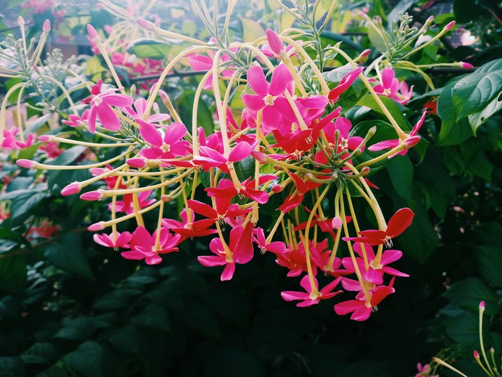 inflorescence