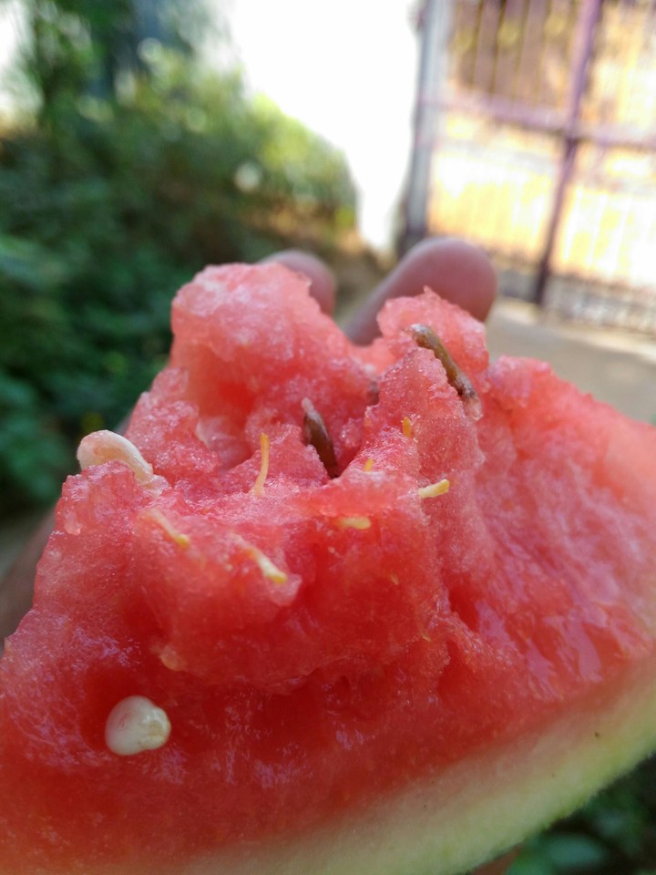 water melon