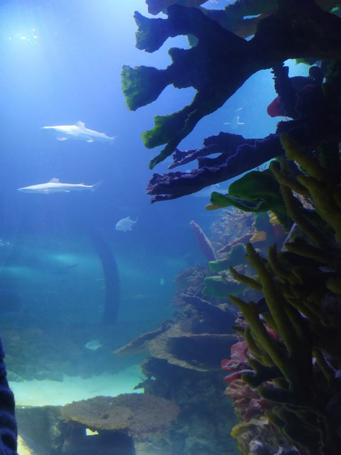fonds d'écran blue, Fish