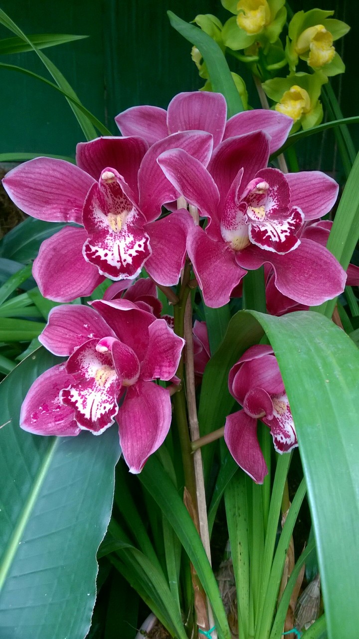 orchids