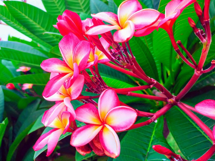 flowers