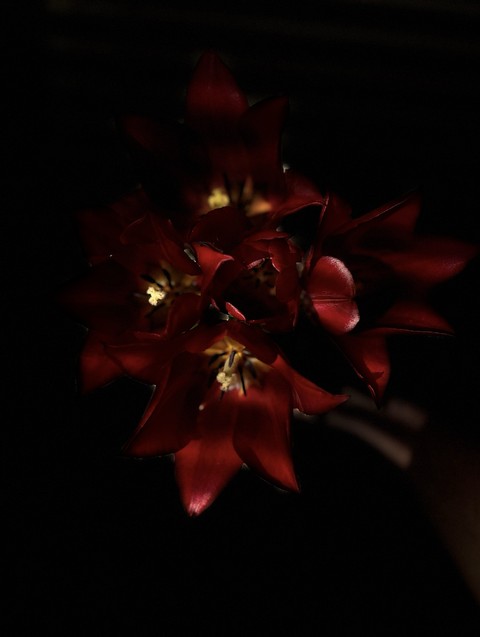 ταπετσαρίες plant, darkness
