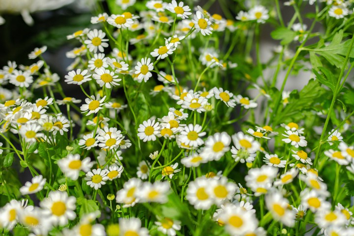 chamomile