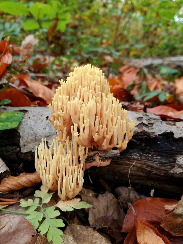 probably another mushroom
