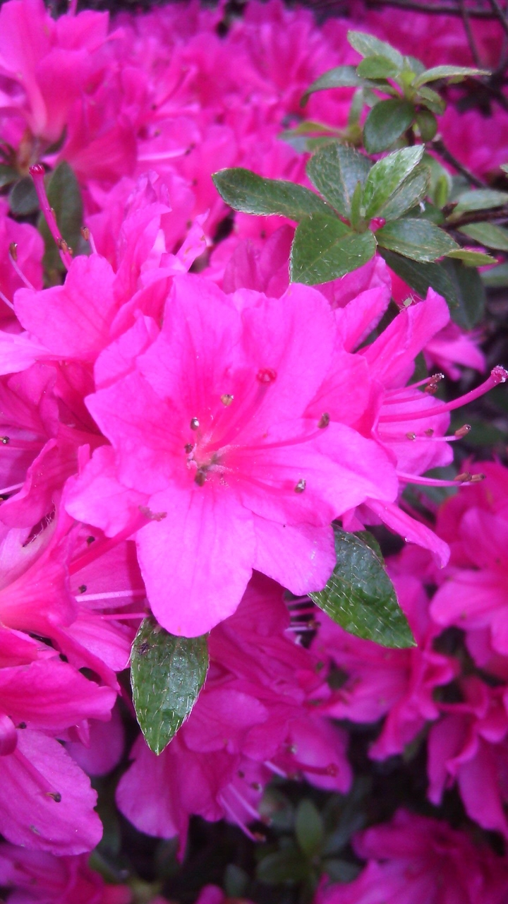 Rosa Blumenstrauß