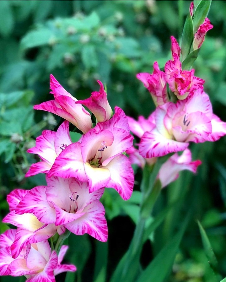 gladiola