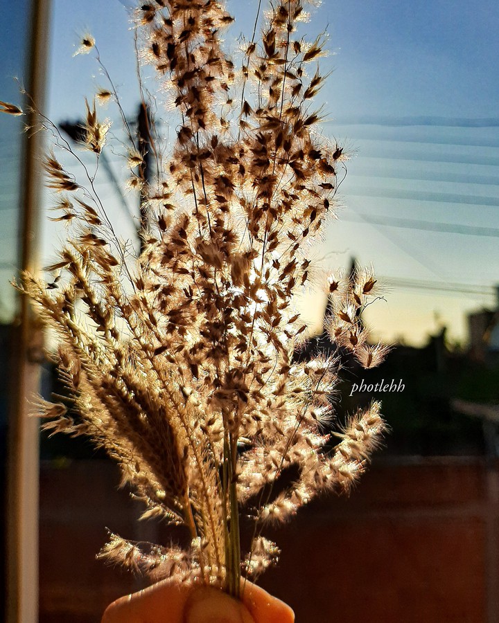 Flores