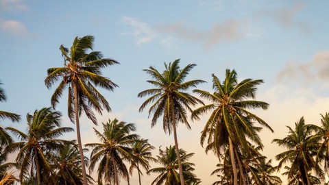sfondi tree, summer