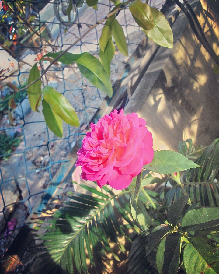 Rose