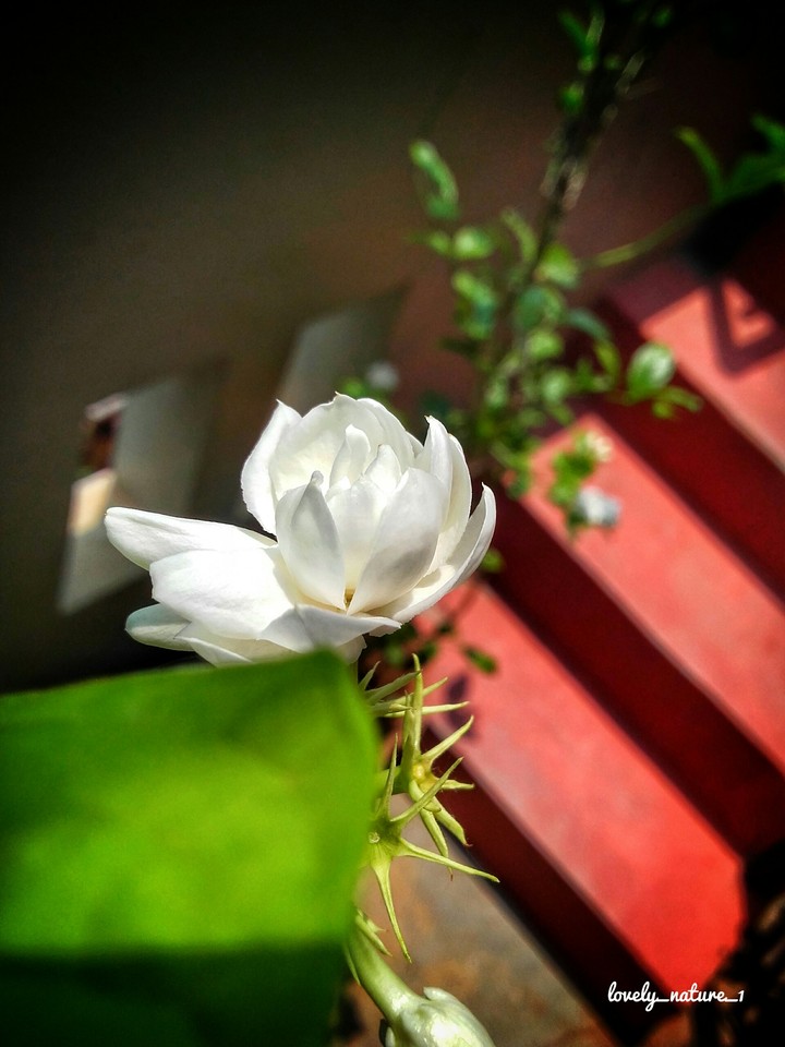 White flowers