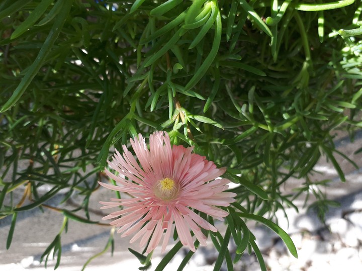 #flowers