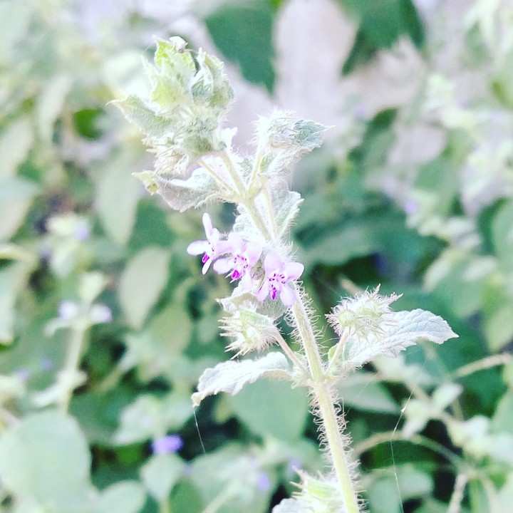 robestura plant