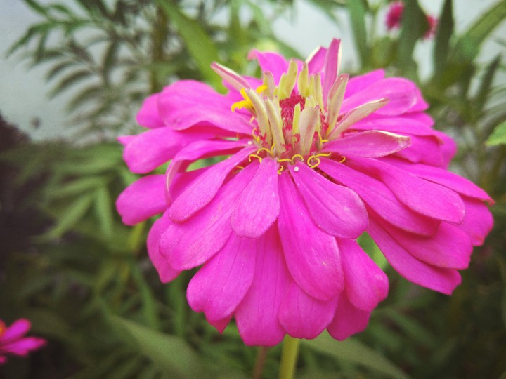 flowers