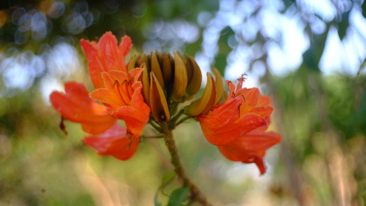 Butea monosperma