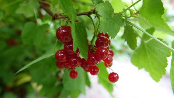 Redcurrant