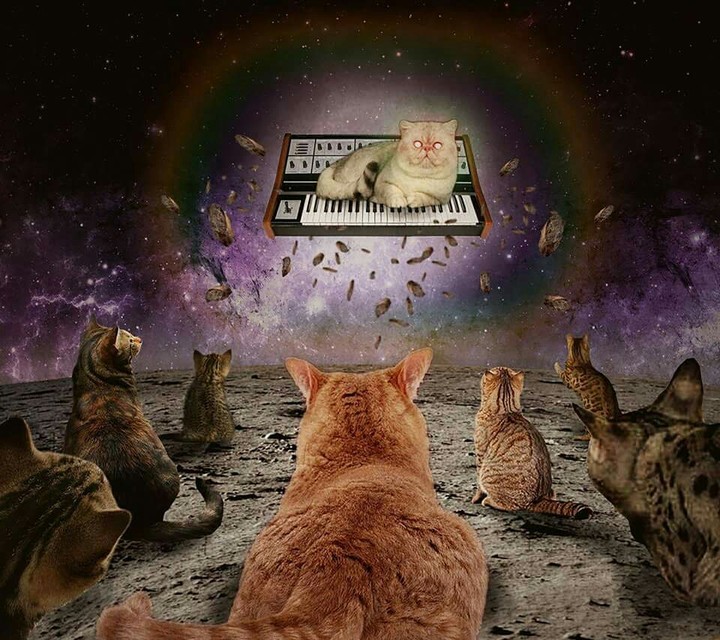 cat's house