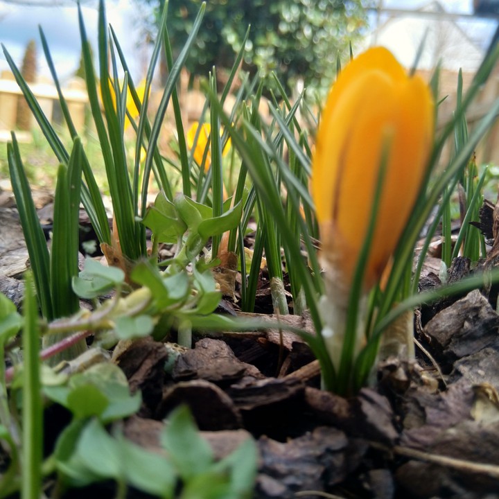 flower