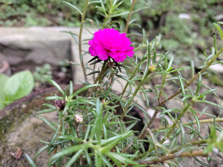 portulaca