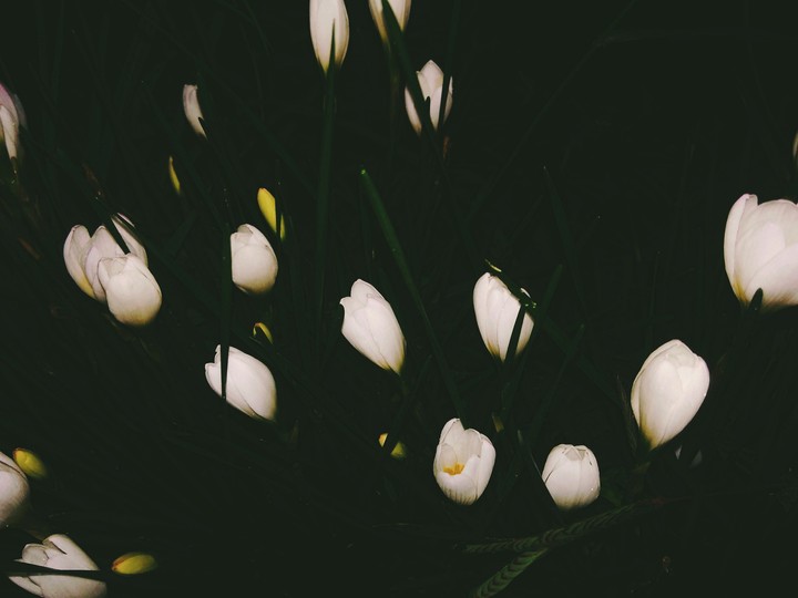 glory of flowers