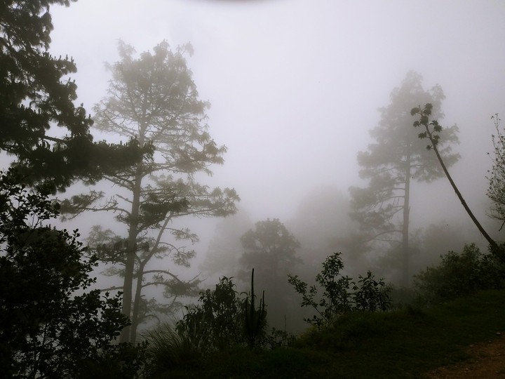 Forest in San José del Pacífico, Oaxaca