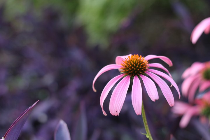 flower power