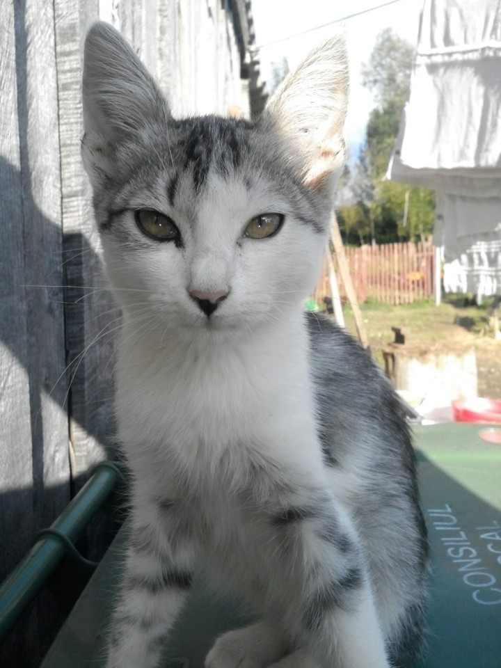 cat