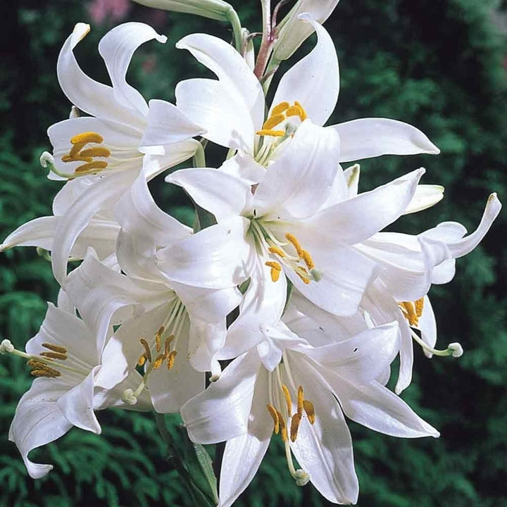 liliom